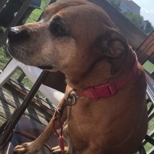 Meet your Posher, Anastasya pavlosky